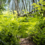 Naturum: Folktrovandring