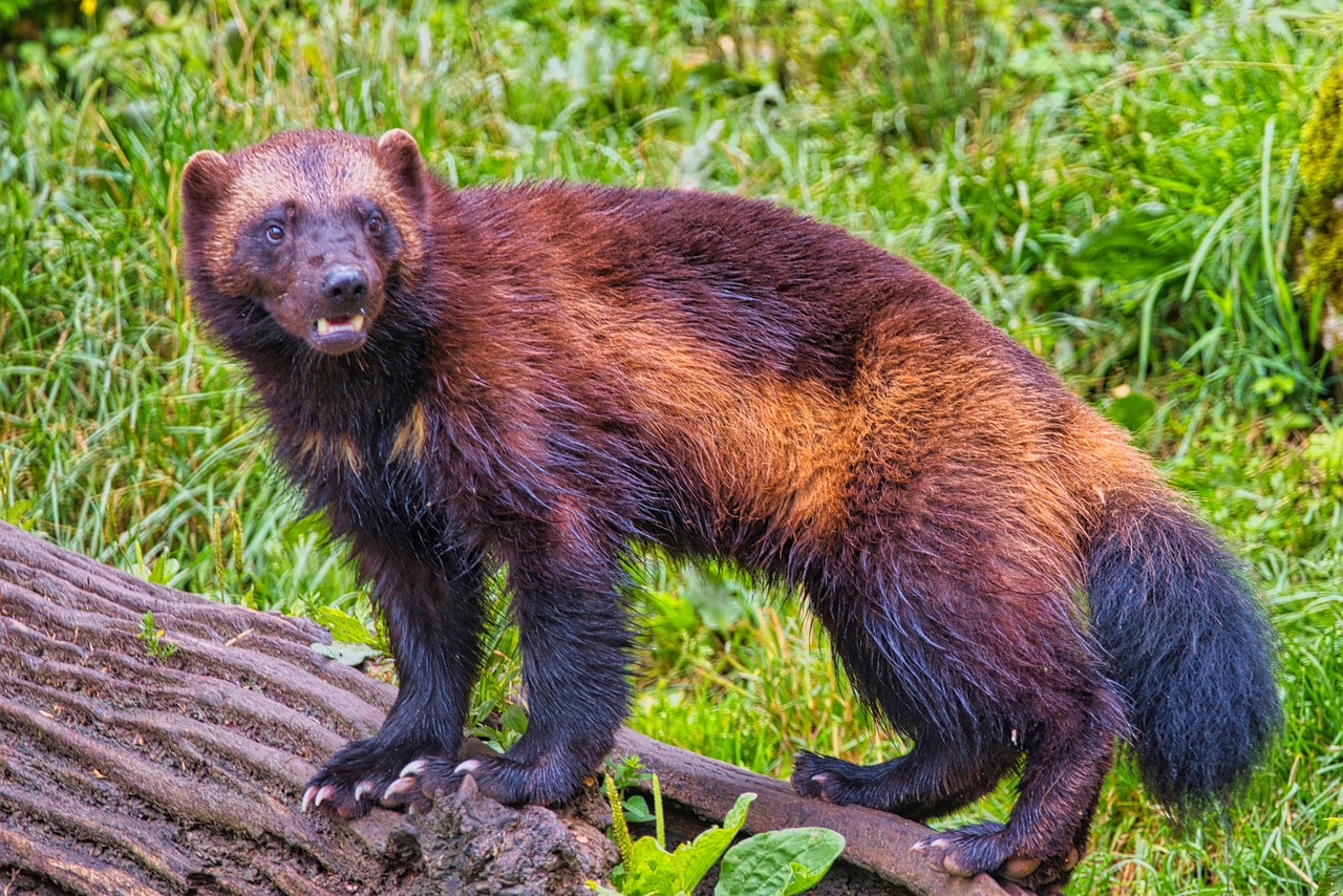 Naturum: Rovdjurskvarten
